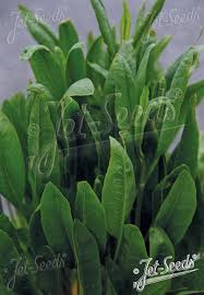 Attēlu rezultāti vaicājumam “Lepidium latifolium”