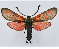 Attēlu rezultāti vaicājumam “Zygaenidae”