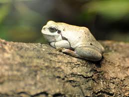 Attēlu rezultāti vaicājumam “Hyla arborea”