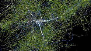 Image result for map of the brain