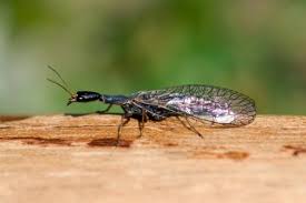 Attēlu rezultāti vaicājumam “Raphidioptera imago”