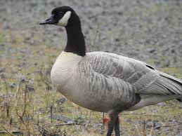 Attēlu rezultāti vaicājumam “Branta canadensis”