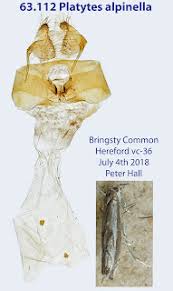 Attēlu rezultāti vaicājumam “Platytes alpinella”