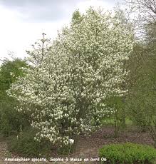 Attēlu rezultāti vaicājumam “Amelanchier spicata”