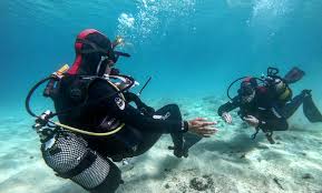 Image result for Canary Divers
