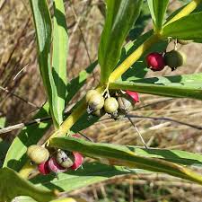 Attēlu rezultāti vaicājumam “Polygonatum verticillatum fruit”