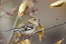 Attēlu rezultāti vaicājumam “Fringilla coelebs female”
