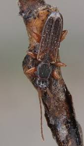 Attēlu rezultāti vaicājumam “Dendrophagus crenatus”