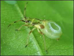 Attēlu rezultāti vaicājumam “Dryophilocoris flavoquadrimaculatus imago”