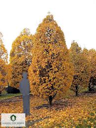 Attēlu rezultāti vaicājumam “Carpinus betulus”