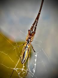 Attēlu rezultāti vaicājumam “Tetragnatha extensa”