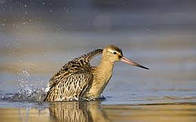 Attēlu rezultāti vaicājumam “Limosa lapponica adult”