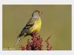 Image result for Carduelis citrinella