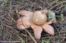 Attēlu rezultāti vaicājumam “Geastrum rufescens”