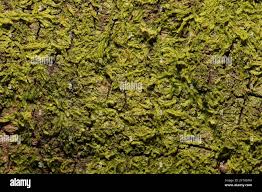 Attēlu rezultāti vaicājumam “Metzgeria violacea”