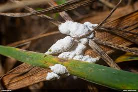 Attēlu rezultāti vaicājumam “Fuligo luteonitens macro”