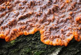 Attēlu rezultāti vaicājumam “Phlebia radiata”