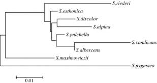 Attēlu rezultāti vaicājumam “Saussurea esthonica”