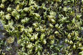 Attēlu rezultāti vaicājumam “Homalothecium sericeum”