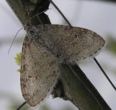 Attēlu rezultāti vaicājumam “Trichopteryx carpinata”