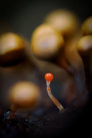 Attēlu rezultāti vaicājumam “Hemitrichia chrysospora sessile”