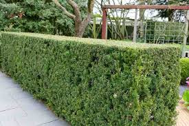 Attēlu rezultāti vaicājumam “Taxus”