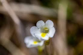 Attēlu rezultāti vaicājumam “Pinguicula alpina flower”