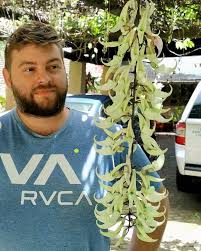 Attēlu rezultāti vaicājumam “Amarillidaceae”