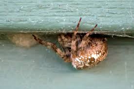 Attēlu rezultāti vaicājumam “Araneus diadematus eggs”