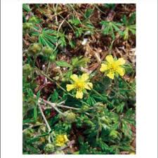 Attēlu rezultāti vaicājumam “Potentilla argentea flower”