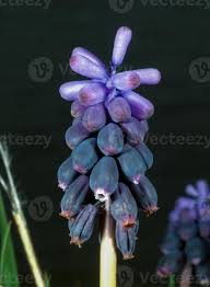 Attēlu rezultāti vaicājumam “Muscari botryoides flower”