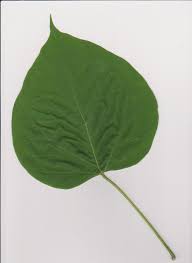 Attēlu rezultāti vaicājumam “Catalpa ovata leaf”