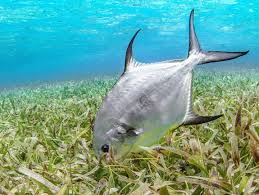 Image result for Trachinotus falcatus