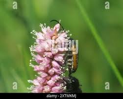 Attēlu rezultāti vaicājumam “Paracorymbia maculicornis”