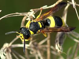 Attēlu rezultāti vaicājumam “Ancistrocerus sp. male”