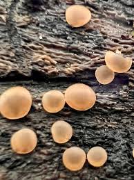 Attēlu rezultāti vaicājumam “Lamproderma gulielmae stalked”