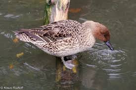 Image result for Anas acuta