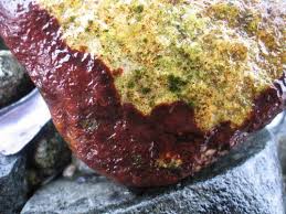 Attēlu rezultāti vaicājumam “Hildenbrandia rivularis”