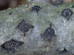 Attēlu rezultāti vaicājumam “Biscogniauxia marginata”