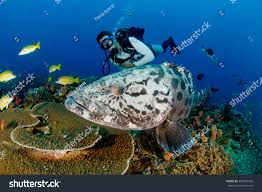 Image result for Epinephelus tukula