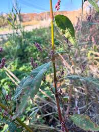 Attēlu rezultāti vaicājumam “Persicaria maculosa leaf”