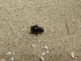 Attēlu rezultāti vaicājumam “Aegialia arenaria”