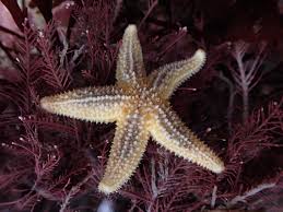 Image result for Asterias rubens