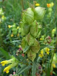Attēlu rezultāti vaicājumam “Rhinanthus serotinus flower”