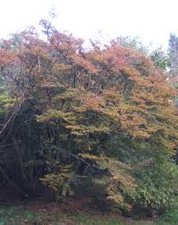 Attēlu rezultāti vaicājumam “Enkianthus chinensis leaf”