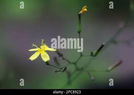 Attēlu rezultāti vaicājumam “Mycelis muralis bud”