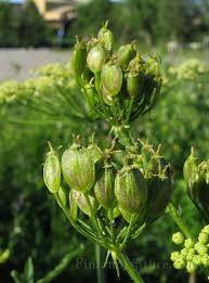 Attēlu rezultāti vaicājumam “Heracleum sphondylium subsp. sibiricum”