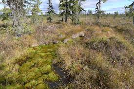 Attēlu rezultāti vaicājumam “Philonotis fontana”