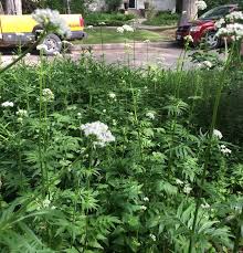 Attēlu rezultāti vaicājumam “Valeriana officinalis flower”