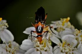 Attēlu rezultāti vaicājumam “Cribraria cancellata var. fusca macro”